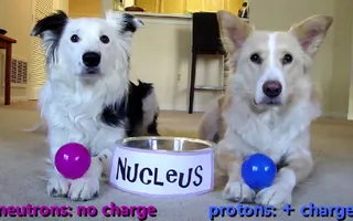 Dogs Teaching Chemistry - The Atom Dogs Teaching Chemistry - The Atom