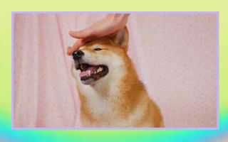 Mina San Konnichiwa, It's me Tofu Chan! Help me get 1 Million Pats! Mina San Konnichiwa, It's me Tofu Chan! Help me get 1 Million Pats!