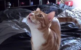 If Cats Said "Mom" Instead of "Meow" If Cats Said "Mom" Instead of "Meow"