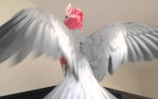 Worlds most excited bird falls off his cage Worlds most excited bird falls off his cage