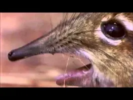 Take A Closer Look At That Snout! Take A Closer Look At That Snout!
