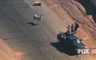 Llamas On The Loose: The Musical Llamas On The Loose: The Musical
