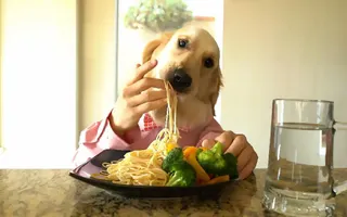 Chef Dog Chef Dog