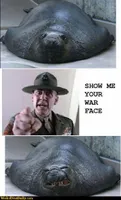 Funny Pictures @ WeirdNutDaily - Walrus War Face Funny Pictures @ WeirdNutDaily - Walrus War Face