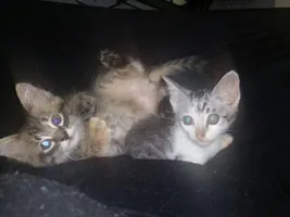 Help Get Umi and Hiro to America! | Pets & Animals - YouCaring Help Get Umi and Hiro to America! | Pets & Animals - YouCaring