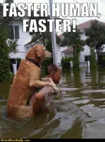Funny Pictures @ WeirdNutDaily - Giddy Up HUMAN! Funny Pictures @ WeirdNutDaily - Giddy Up HUMAN!
