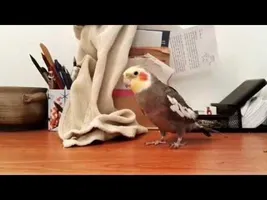 Bird Sings Popular Theme Song Bird Sings Popular Theme Song