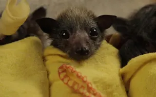 Baby Bat Burritos