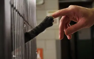 I Want... I Want...