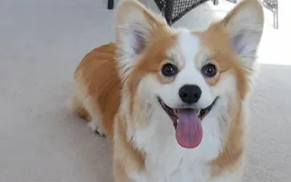 35 Corgis To Get You Through Your Day 35 Corgis To Get You Through Your Day