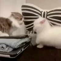 Cute Animal Vines on Twitter: "Cutest fight ever https://t.co/VivfZxpyEY" Cute Animal Vines on Twitter: "Cutest fight ever https://t.co/VivfZxpyEY"
