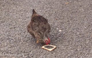 stupid chicken stupid chicken