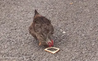 stupid chicken stupid chicken