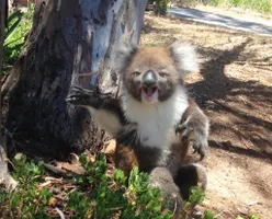 Koala Gets Kicked Out Of Tree and Cries! Koala Gets Kicked Out Of Tree and Cries!