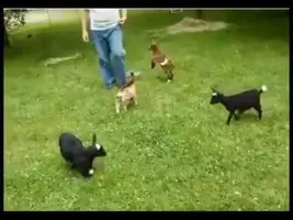Crazy Baby Goat! Back Flips off Other Goats!