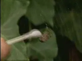 Spiders On Drugs Spiders On Drugs