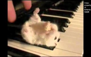 Hamster On A Piano (Eating Popcorn) - Parry Gripp Hamster On A Piano (Eating Popcorn) - Parry Gripp