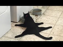 Animals, funniest and most amusing creatures on Earth - Super funny animal compilation Animals, funniest and most amusing creatures on Earth - Super funny animal compilation