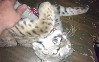 Scary bobcat noises! Scary bobcat noises!