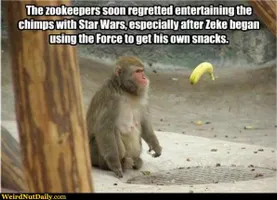 Funny Pictures @ WeirdNutDaily - May The Force Be With The Monkeys Funny Pictures @ WeirdNutDaily - May The Force Be With The Monkeys