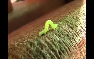 crawling in my crawl crawling in my crawl