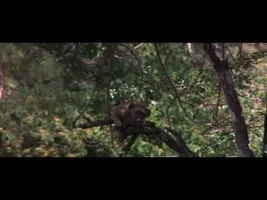 African Animals Getting Drunk From Ripe Marula Fruit African Animals Getting Drunk From Ripe Marula Fruit