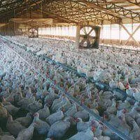 The Chicken Industry | Chickens Used for Food | Factory Farming: Misery for Animals | The Issues | PETA The Chicken Industry | Chickens Used for Food | Factory Farming: Misery for Animals | The Issues | PETA