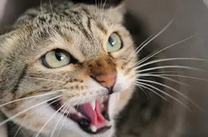Duskclan cats