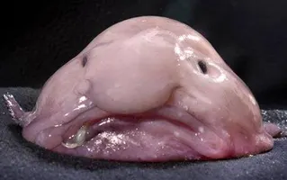 10 Strangest Fish - Weird Worm 10 Strangest Fish - Weird Worm