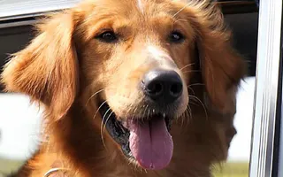 A DOG'S PURPOSE Movie TRAILER (Family - 2017) A DOG'S PURPOSE Movie TRAILER (Family - 2017)