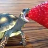 Lucy the Tortoise's Profile - Vine Lucy the Tortoise's Profile - Vine