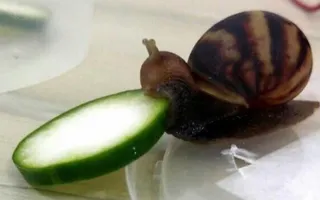 ?? ??