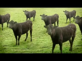 cows & cows & cows cows & cows & cows