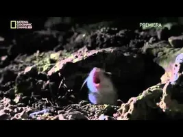 Screaming Mouse Screaming Mouse