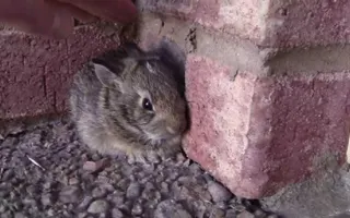 Catching a Baby Screaming Bunny Catching a Baby Screaming Bunny