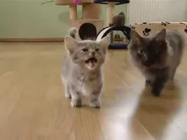 Cute munchkin baby kitten talks too much Cute munchkin baby kitten talks too much
