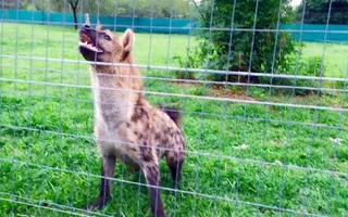 Roxy the hyena "laugh" loudly in front of her meal Roxy the hyena "laugh" loudly in front of her meal