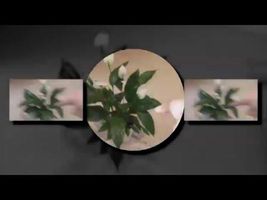 Durr© Plant© Polka© Durr© Plant© Polka©
