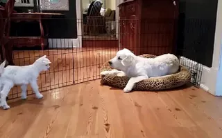 4 day old goat meets 4 month old puppy