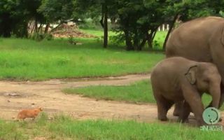 Baby elephant and a cat Baby elephant and a cat