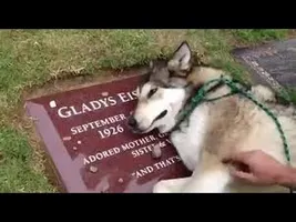 You Can´t Watch This Video Without Crying 2016 You Can´t Watch This Video Without Crying 2016