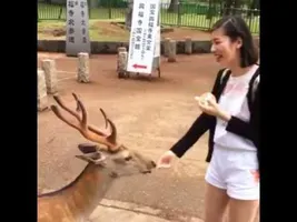 Tfw you're a deer and you just want your deer snacks so you bow politely and respectfully Tfw you're a deer and you just want your deer snacks so you bow politely and respectfully