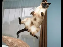 Funny Cats Compilation (Most Popular)1 Hour Long Cats Compilation Funny Cats Compilation (Most Popular)1 Hour Long Cats Compilation