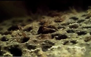 Surinam Toad Surinam Toad