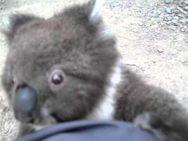 Koala climbs up my leg for a cuddle Koala climbs up my leg for a cuddle