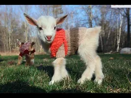 Goat Triplets in Sweaters...Could anything be cuter?