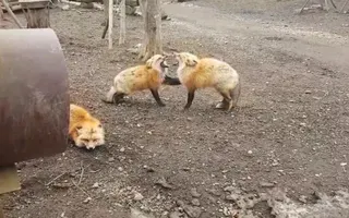 Screaming Foxes Screaming Foxes