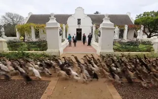 This is what 1,000 Indian Runner ducks on their way to work looks like