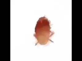 spinning cockroach meme spinning cockroach meme