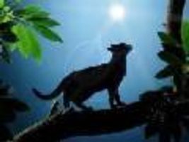 forestclan a whole new beginning forestclan a whole new beginning